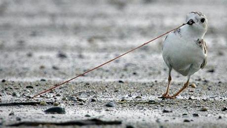 Pairs of piping plovers have increased to 689 in Massachusetts. Protection efforts now target chicks.
An adult piping plover pulled a worm from the mud and sand at low tide on Revere Beach.
