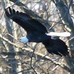 One of two bald eagles spotted last week along the Neponset River in Milton took flight.