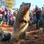 The sun was shining when Ms. G, the official state groundhog, came out Tuesday at the Mass Audubon Drumlin Farm Wildlife Sanctuary in Lincoln.