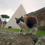 A cat stands next to the Pyramid of Cestius in Rome.