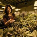 Sally Vander Veer, president of Medicine Man marijuana dispensary, paused inside a growing room at their facility in Denver last month. 
