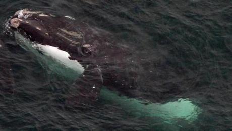 North Atlantic right whales are feeding and exploring in Cape Cod Bay.
