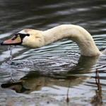 Brookline, MA - 02/29/16 - A swan forages in Wards Pond in Olmsted Park between Brookline and Jamaica Plain. Lane Turner/Globe Staff Section: METRO Reporter: in caps Slug: