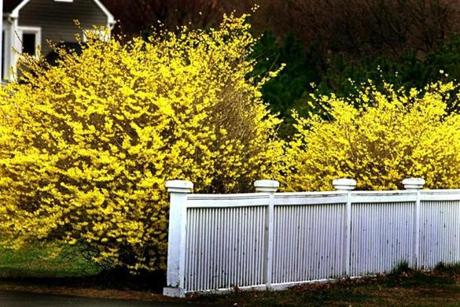 Properly prepared forsythia branches will bloom indoors ahead of schedule.
