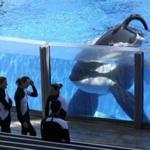Tilikum (right) watched as SeaWorld Orlando trainers took a break during a training session at the theme park?s Shamu Stadium. 