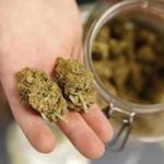 Budtender Trevor Hollis held a pair of marijuana buds for a customer at the Denver Kush Club in November in Denver, Colo.