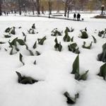 Something green sprouted through the snow on the Boston Public Garden.