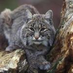 01bobcats- Bobcat sitting in tree. (Gary Kramer/USFWS)