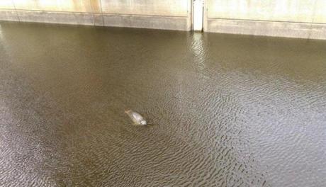 A seal was spotted swimming around in the Charles River.
