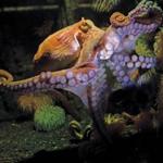 News of a New Zealand octopus?s escape came as the New England Aquarium prepared for a new exhibit.