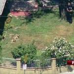In this image taken from video provided by KTTV-TV/Foxla.com, animal control officers and a police officer stand watch over a mountain lion that has been tranquilized.