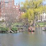 Swan boats return to the Boston Public Garden.