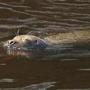 A seal was spotted in the Charles River, near Paul Revere Park, on Sunday. 