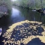 Thousands of rubber ducks raced in the annual ?Ducky Wucky River Race? in Harvard.