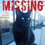 Franklin the cat went missing Friday night. 
