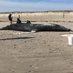 A whale was found on a Duxbury beach this week. It was moved on Wednesday.