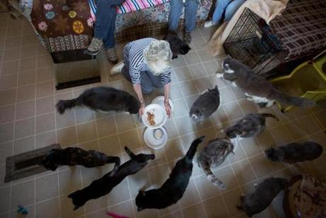 At lunchtime, Brenda Jarvis was swarmed by the cats of a trailer in Dixfield, Maine. She is among a group caring for dozens of cats.
