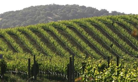 May 23, 2005; Sonoma, CA, USA; Scenic vineyards and rolling hills in Sonoma Wine Country. Mandatory Credit: Photo by Krista Kennell/ZUMA Press. (©) Copyright 2005 by Krista Kennell Library Tag 03292006 Food
