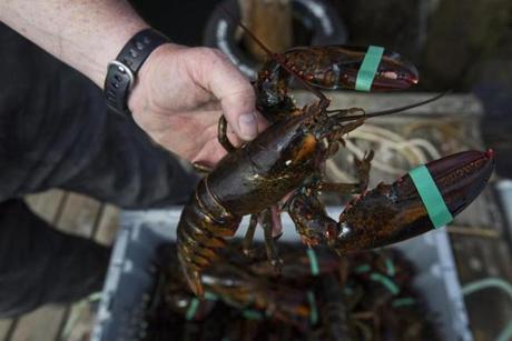 Cutler, Maine - 5/11/2015 Lobsterman Nick Lemieux holds a lobsters stored on his dock in Cutler, Maine, May 7, 2015. A border disputer between the United States and Canada in the region over a body of water in the Gulf of Maine near the Machias Seal Island has caused friction between Canadian and American lobsterman over who has the right to fish there. (Keith Bedford/Globe Staff)
