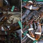 Left: A lobsterman held a lobster stored on his dock in Cutler, Maine. Right: A fresh lobster catch in Sweden.