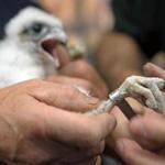 Wildlife experts will band the 2016 nestlings for identification purposes. 