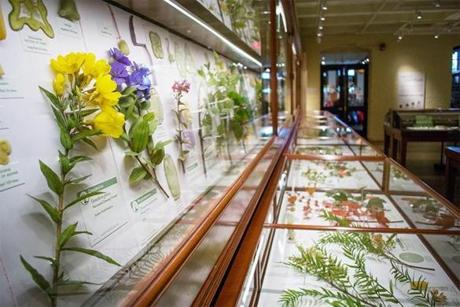 Part of the Ware Collection of Blaschka Glass Models of Plants at the Harvard Museum of Natural History. 
