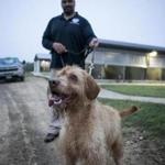 Bobby, a wire-haired vizsla, at the TSA?s canine training center at Lackland Air Force Base in San Antonio. 