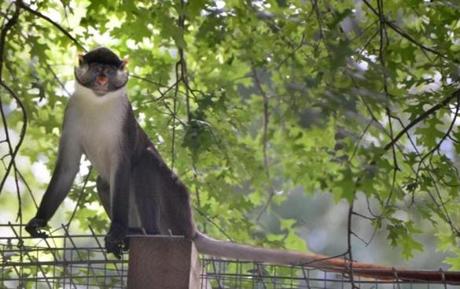 6/21/2016 -Springfield- ?Dizzy? a Guenon?s Monkey housed at the Zoo in Forest Park escaped from his enclosure Tuesday . Here, Dizzy enjoys his freedom while resting on top of the leopard enclosure. (Don Treeger / The Republican)
