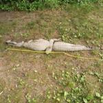 Stuffed alligator toy found in Conn. River in Suffield, Conn., gave residents quite a fright.