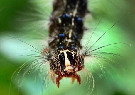 Pembroke- 6/28/2016 Gypsy moth caterpillar infestation is taking a toll on oak trees in the area. A closeup of one on an infested oak tree in Pembroke. Boston Globe staff photo by John Tlumacki(metro)
