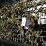 Sally Vander Veer looks over drying buds in a special drying room at the Medicine Man marijuana dispensary in Denver, Colorado January 11, 2016. Vander Veer is President of Medicine Man, which dispenses recreational and medical marijuana, along with marijuana derivative products for both humans and pets. (Bob Pearson for The Boston Globe)