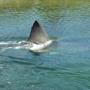 File photo of a Great White shark near Falmouth.