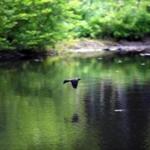 A bird flew over a ground water pond on the Allandale Farm in Brookline. 