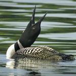 A common loon stretched on Squam Lake in New Hampshire. 