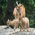 The twin goats, born on July 26, have been staying close to their mother. 