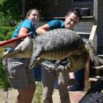 Representatives from the Forest Park Zoo handled a 6-foot-long, 150-pound alligator found in a backyard in West Springfield, Mass.