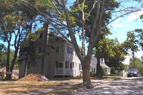 Among the city-owned trees that have died in Waltham is this 80-year-old sugar maple.
