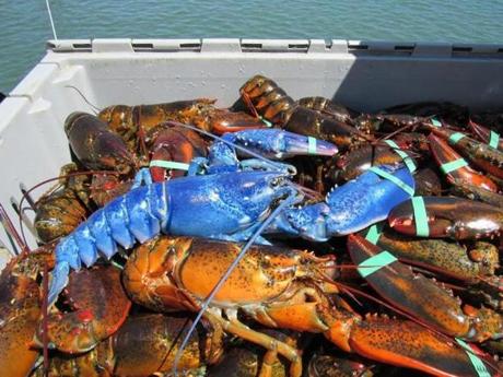 Nickerson pulled up this blue lobster while fishing off Plymouth. 
