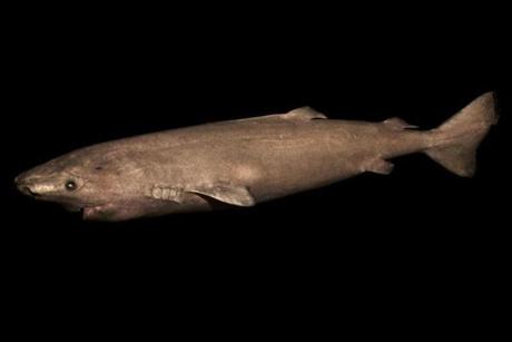 Scientists calculate that the Greenland shark is Earth?s oldest living animal with a backbone. 
