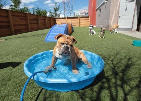 An English bulldog (top) cooled off in a pool at the day-care center at One North of Boston.
