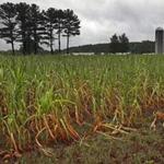 NORWELL, MA - 8/10/2016: With todays rain maybe it can help somewhat with the drought and crops on the fields at the Hornstra Farm in Norwell (David L Ryan/Globe Staff Photo) SECTION: METRO TOPIC stand alone photo