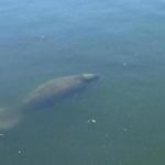 Fishermen in Chatham sighted this 8-foot-long manatee. 