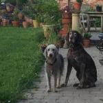 Denise Thorp?s dogs, Ruby and Velvet, in the garden of her home in England.