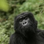 A gorilla looked on at Volcanoes National Park in Ruhengeri, Rwanda. The eastern gorilla has been listed as critically endangered, making four of the six great ape species only one step away from extinction.