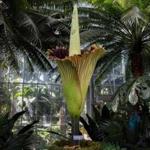 A blooming Titan Arum plant was seen at the US Botanic Garden in Washington DC in August. The plant is also known as the corpse flower due to its odor, which is often compared to rotting meat. 