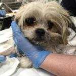 Charlie was rushed to the MPSCA- Angell Animal Medical Center after it was hit by a commuter train.