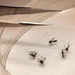 Five Mass. residents have been diagnosed with the mosquito-borne West Nile virus this year. 