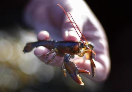 The scientists found that lobster larvae struggled to survive when they were reared in water 5 degrees Fahrenheit warmer than the temperatures that are currently typical of the western Gulf of Maine.
