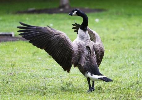 A device designed to keep geese away was stationed along the Esplanade in Boston on Tuesday.
