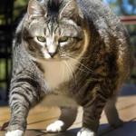 Logan, a 31-pound cat, has been winning over guests and recently Internet viewers. 